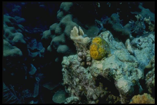164097 Frogfish On Coral A4 Photo Print