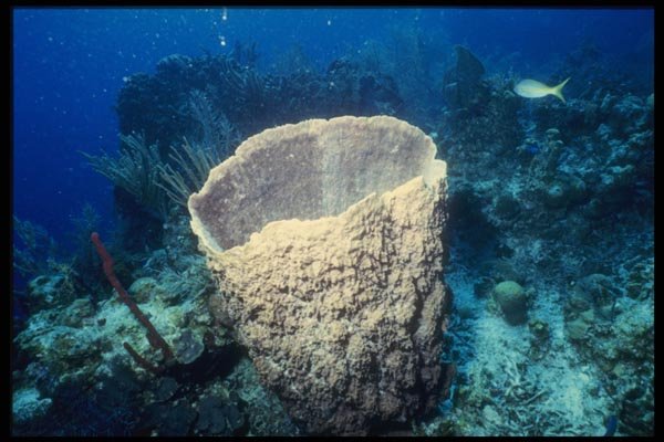 164098 Barrel Sponge A4 Photo Print
