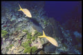 164099 Yellowtails On Wall A4 Photo Print