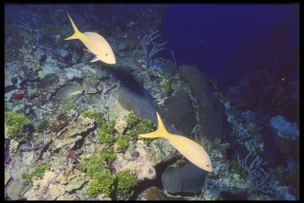 164099 Yellowtails On Wall A4 Photo Print