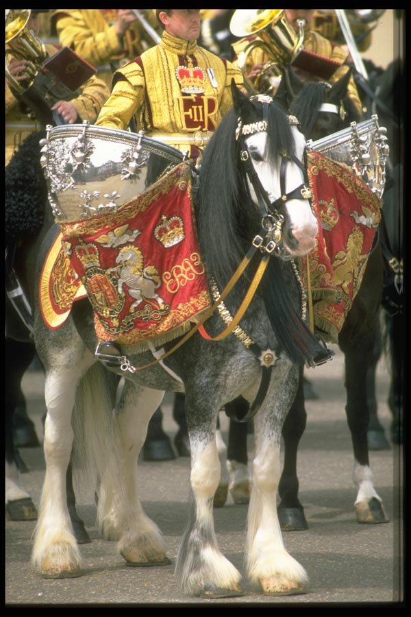 165047 Mounted Drummer In State Dress A4 Photo Print