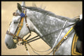 165063 Parade Commander's Horse A4 Photo Print