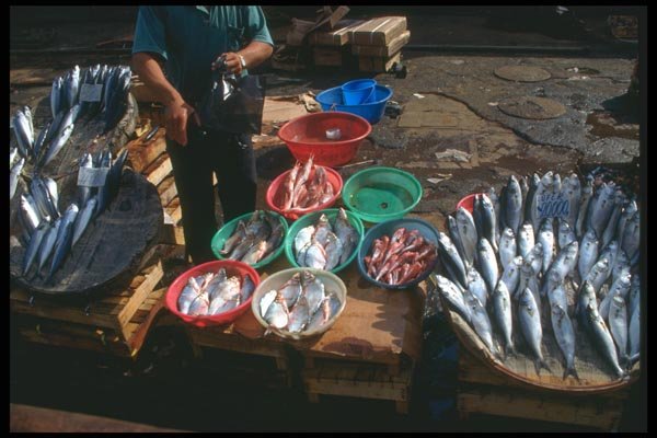 166048 Catch Of The Day, The Bosphorus, Istanbul A4 Photo Print