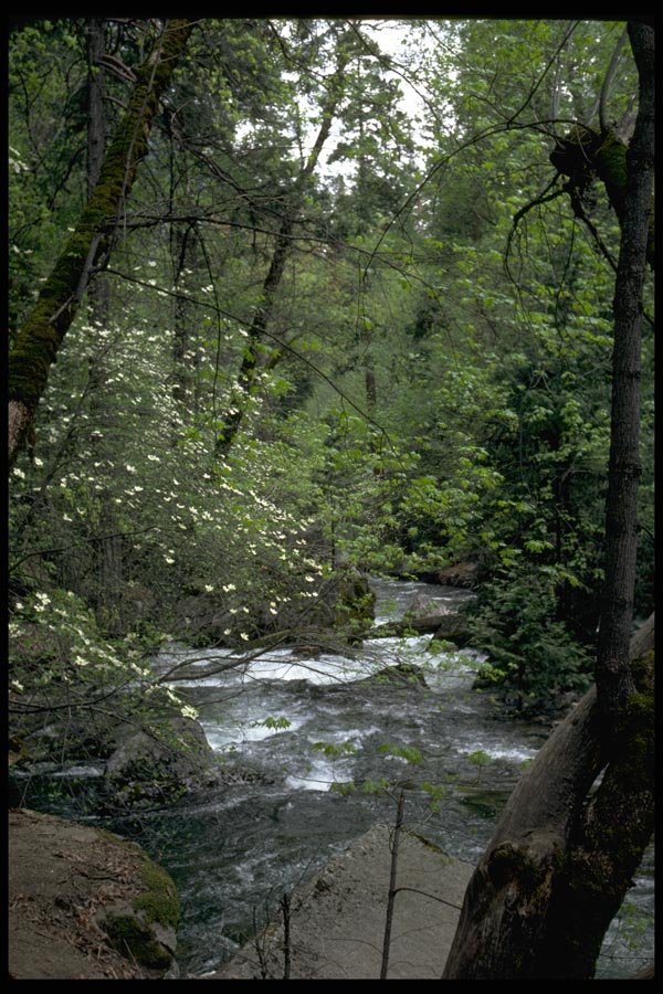 167023 Tenaya Creek In Spring A4 Photo Print