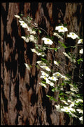167027 Mirror Lake Dogwood Tree A4 Photo Print