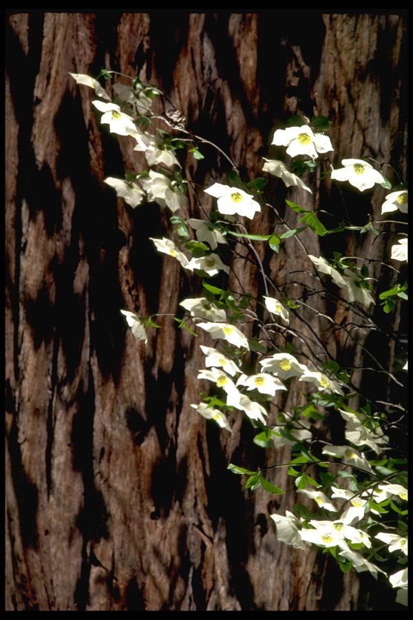 167027 Mirror Lake Dogwood Tree A4 Photo Print