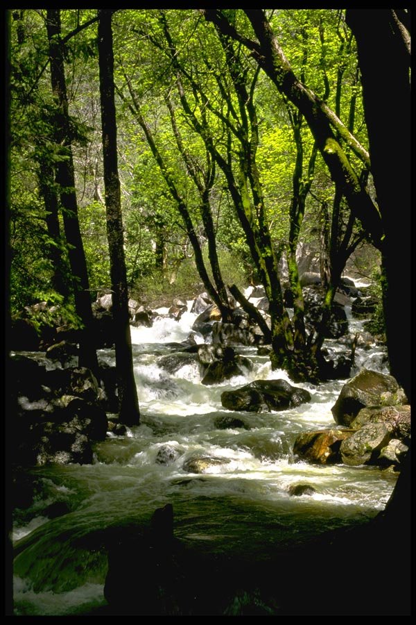 167040 Bridelveil Creek A4 Photo Print