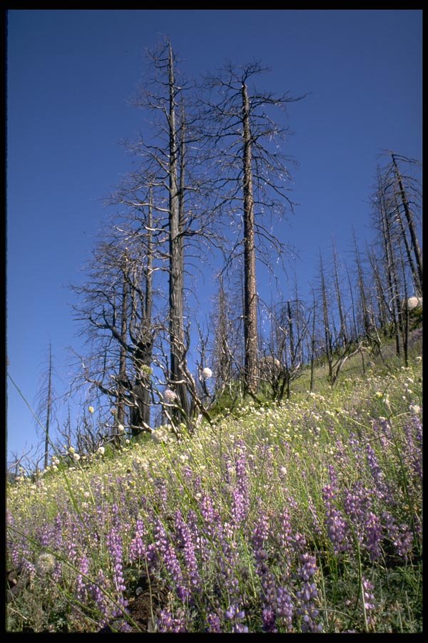 167044 Big Oak Flat Road 1990 Fire Site In 1993 A4 Photo Print