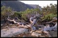 167046 Turtle back Dome A4 Photo Print