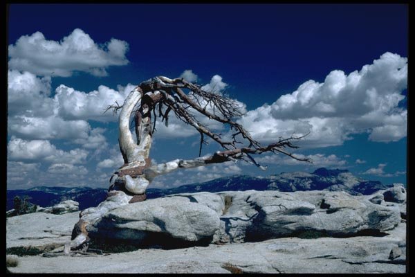 167048 Jeffery Pine On Sentinel Dome A4 Photo Print