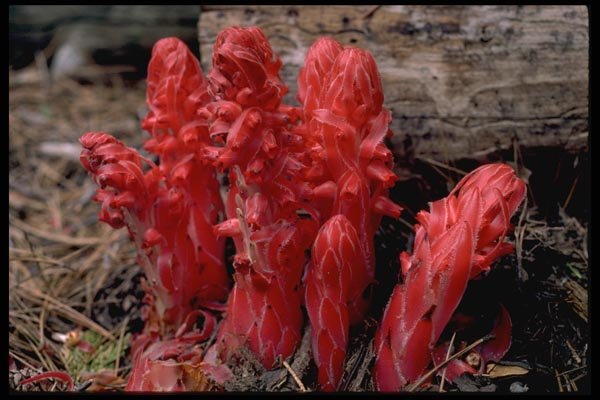 167049 Little Yosemite Valley snowplant A4 Photo Print