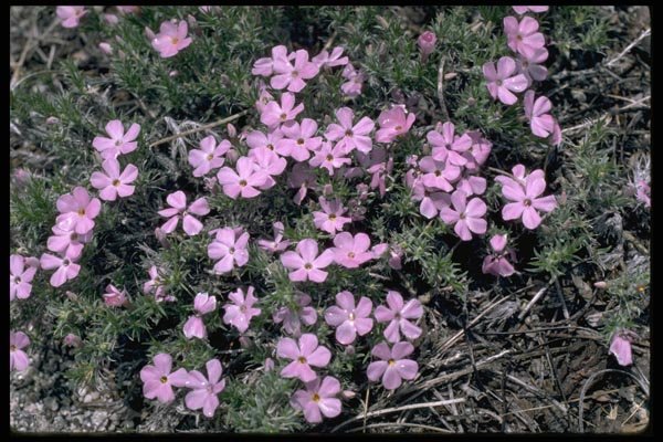 167055 Wild Flowers On Half Dome Trail A4 Photo Print