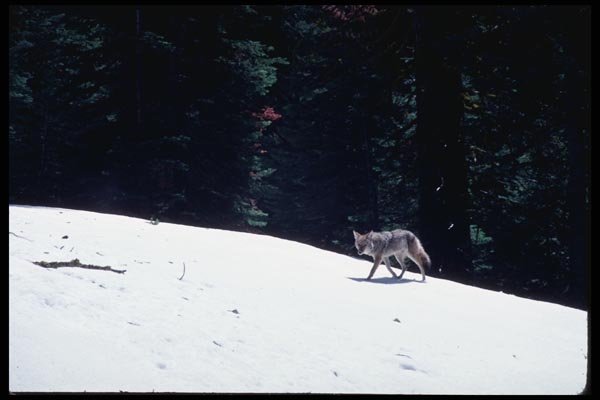 167062 Coyote At Badger Pass A4 Photo Print