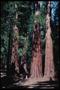 167065 Mariposa Grove Of Sequoia Trees A4 Photo Print