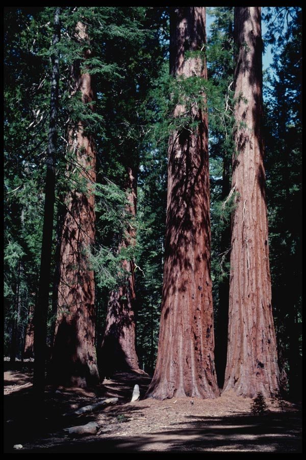 167065 Mariposa Grove Of Sequoia Trees A4 Photo Print