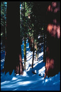 167066 Sequoia Trees In Winter A4 Photo Print