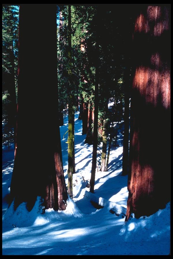 167066 Sequoia Trees In Winter A4 Photo Print