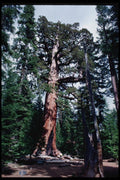 167067 Grizzly Giant In Mariposa Grove A4 Photo Print