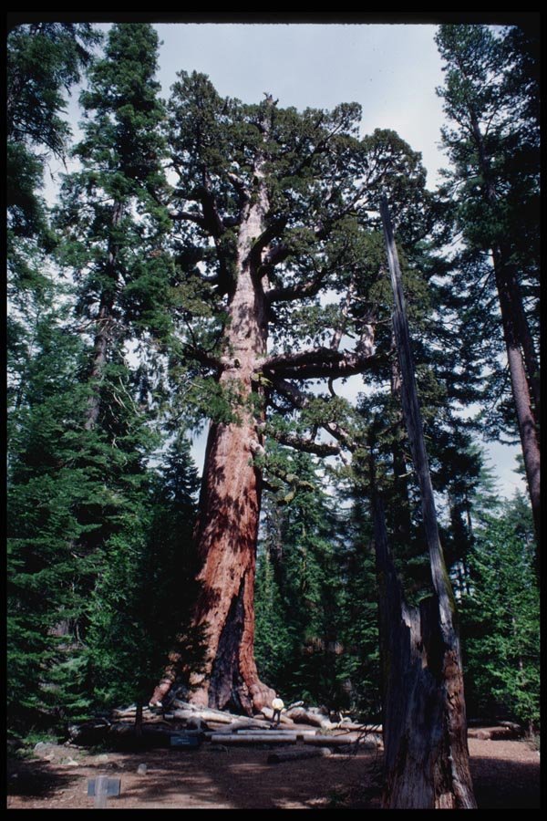 167067 Grizzly Giant In Mariposa Grove A4 Photo Print