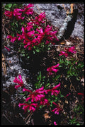 167071 Wild Flowers A4 Photo Print