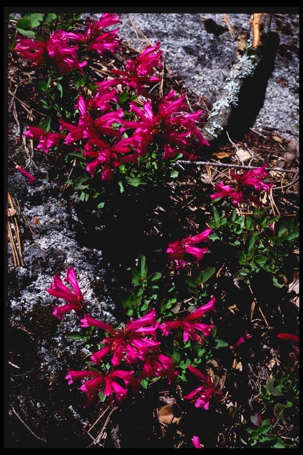 167071 Wild Flowers A4 Photo Print