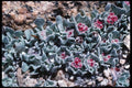 167084 Wild Flowers At Ireland Lake A4 Photo Print