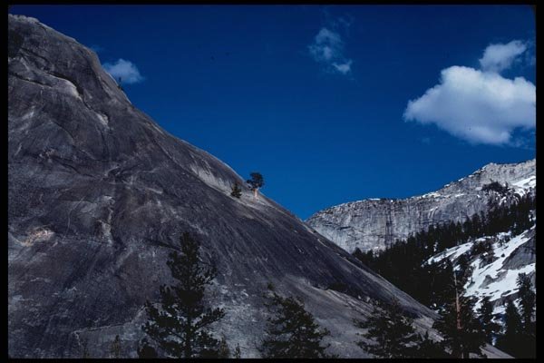 167091 Lone Juniper A4 Photo Print