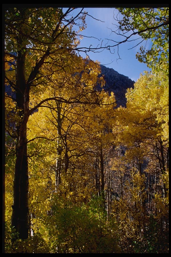 167098 Lee Vining Canyon A4 Photo Print