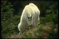 168000 Rocky Mountain Goat (Large Male) A4 Photo Print