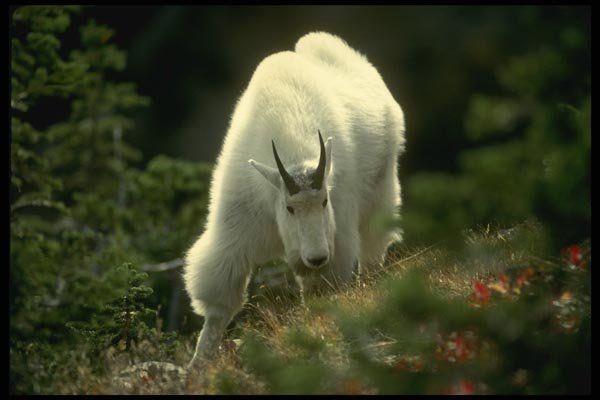 168000 Rocky Mountain Goat (Large Male) A4 Photo Print