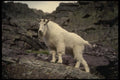 168001 Rocky Mountain Goat A4 Photo Print
