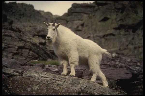 168001 Rocky Mountain Goat A4 Photo Print