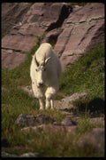 168002 Rocky Mountain Goat A4 Photo Print