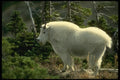 168003 Rocky Mountain Goat (Large Male) A4 Photo Print