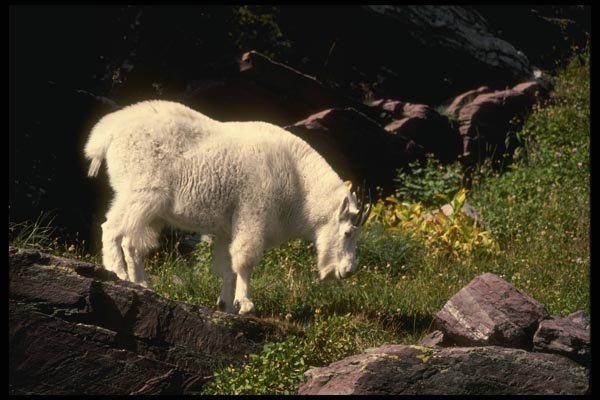 168004 Rocky Mountain Goat A4 Photo Print