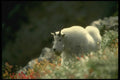 168005 Rocky Mountain Goat (Large Male) A4 Photo Print