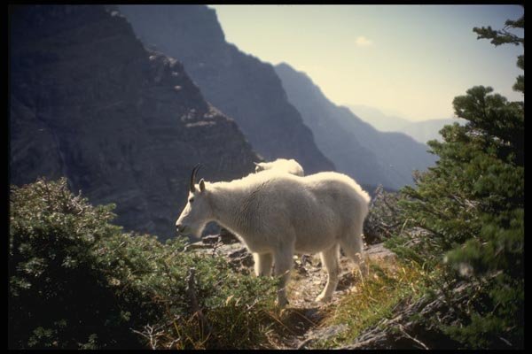 168006 Rocky Mountain Goat A4 Photo Print