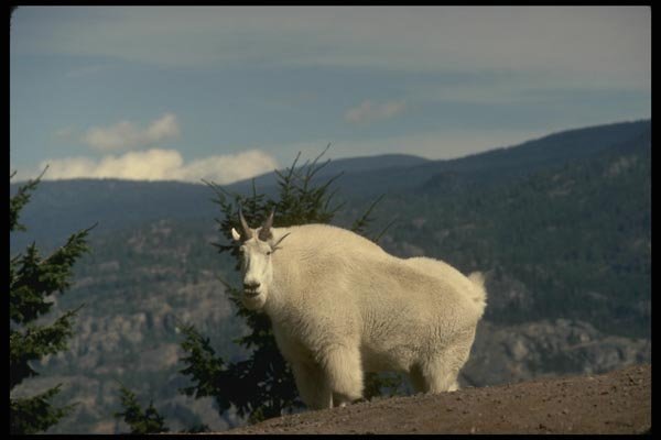 168007 Rocky Mountain Goat (Large Male On Crest Of Mountain Peak) A4 Photo Print