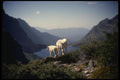 168008 Rocky Mountain Goat And Kid A4 Photo Print