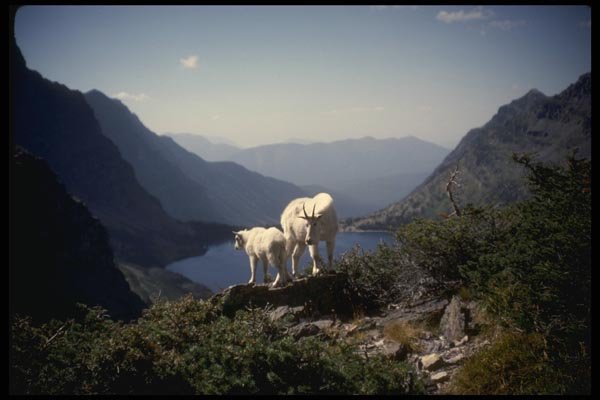 168008 Rocky Mountain Goat And Kid A4 Photo Print
