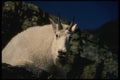 168009 Rocky Mountain Goat (Large Male) A4 Photo Print