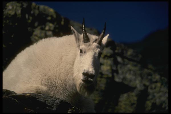 168009 Rocky Mountain Goat (Large Male) A4 Photo Print