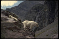 168010 Rocky Mountain Goat (Pair On Mountainside) A4 Photo Print