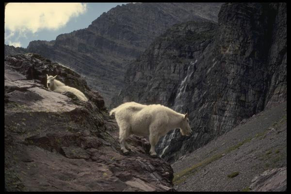 168010 Rocky Mountain Goat (Pair On Mountainside) A4 Photo Print