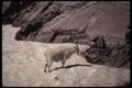 168011 Rocky Mountain Goat A4 Photo Print