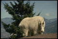 168012 Rocky Mountain Goat (Large Male Wary On Skyline) A4 Photo Print