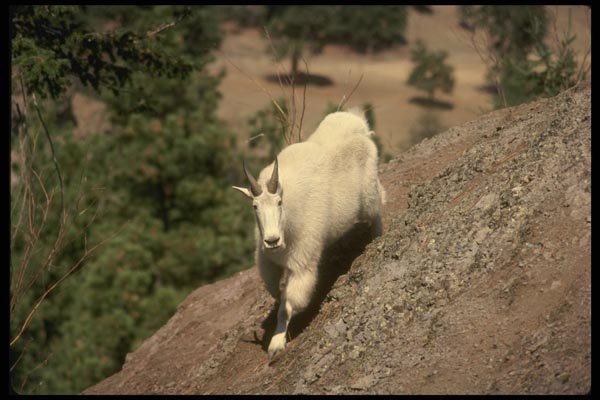 168013 Rocky Mountain Goat (Male Following Game Trail) A4 Photo Print