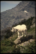 168014 Rocky Mountain Goats (Nanny And Kid) A4 Photo Print