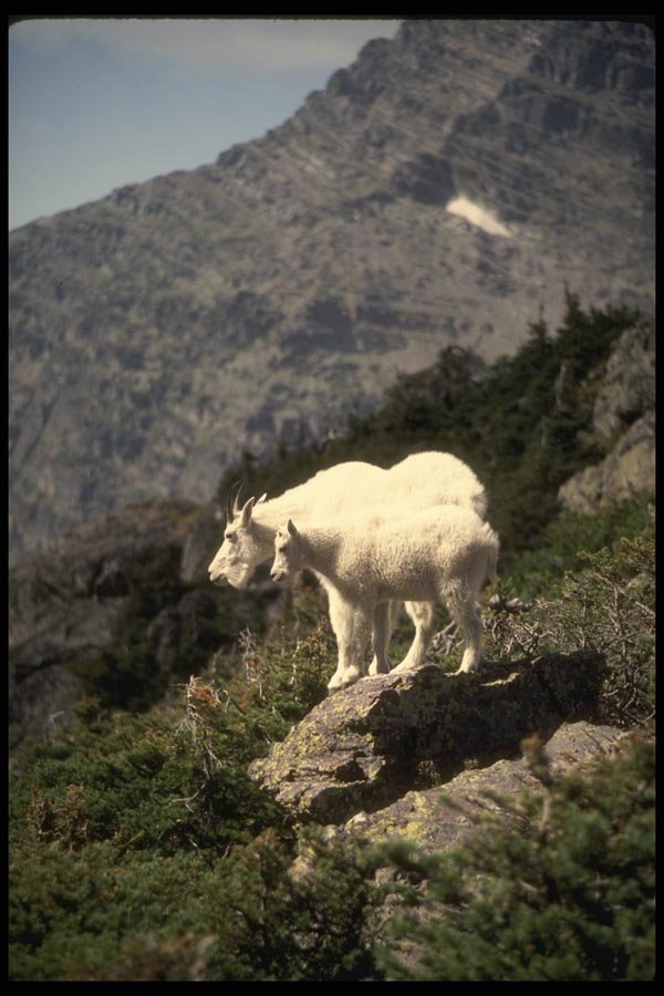 168014 Rocky Mountain Goats (Nanny And Kid) A4 Photo Print