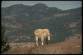 168015 Rocky Mountain Goat (Female In Transitional Coat) A4 Photo Print